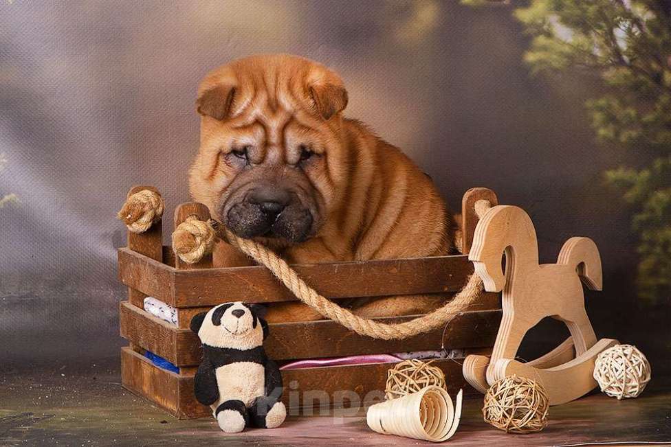 Собаки в Москве: шарпей Росич Мальчик, 25 000 руб. - фото 2