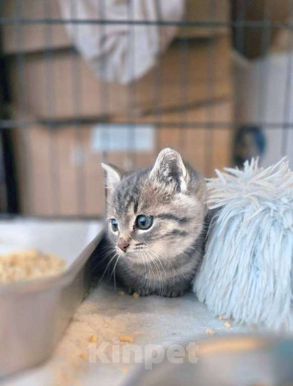 Кошки в Ногинске: Малюсенький котеечка в поиске дома! Мальчик, Бесплатно - фото 4
