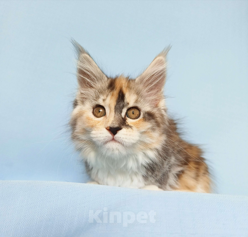 Кошки в Москве: Котята Мейн-Кун из питомника Девочка, 50 000 руб. - фото 9