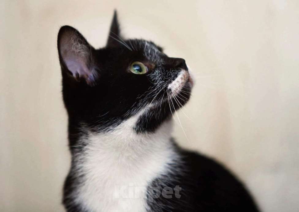 Кошки в Москве: Озорной котенок-подросток Пашка Мальчик, Бесплатно - фото 2