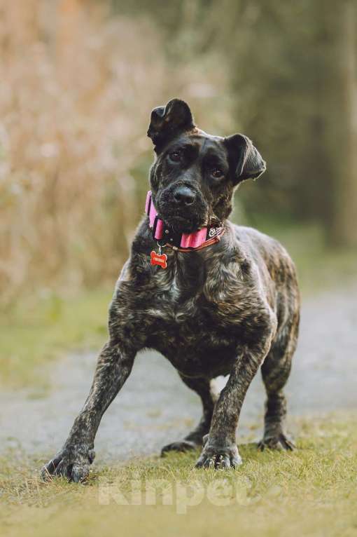 Собаки в Москве: Мудрая Миранда ищет дом Девочка, 1 руб. - фото 2