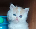Кошки в Новосибирске: Котята Мальчик, 5 000 руб. - фото 1