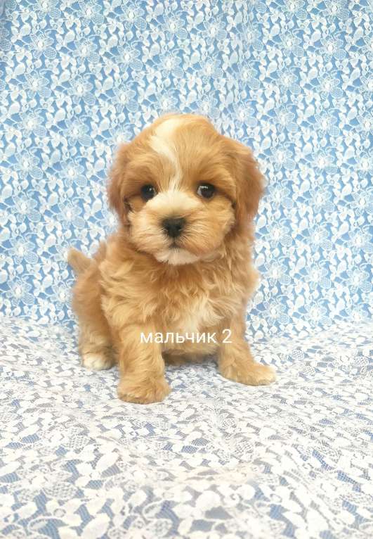 Собаки в Москве: мальтипу мальчик F1  Мальчик, 70 000 руб. - фото 1