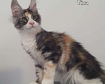 Кошки в Краснодаре: котята Мейн-Кун Девочка, 30 000 руб. - фото 4
