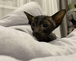 Кошки в Краснодаре: Ориентальный котенок Девочка, Бесплатно - фото 3