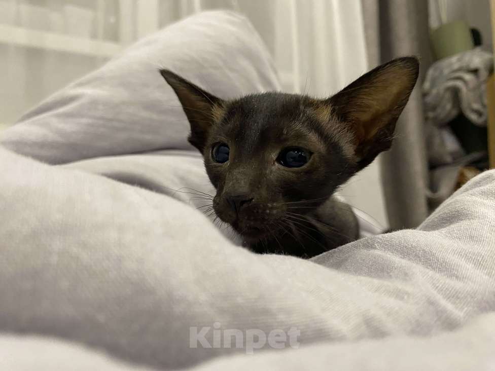 Кошки в Краснодаре: Ориентальный котенок Девочка, Бесплатно - фото 3
