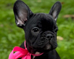 Собаки в Калининграде: Шоколадная девочка французского бульдога Девочка, 50 000 руб. - фото 3