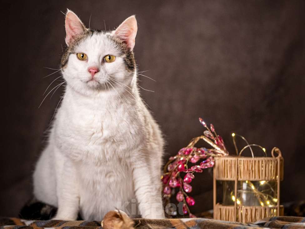 Кошки в Клине: Жорж — большой добряк Мальчик, Бесплатно - фото 1