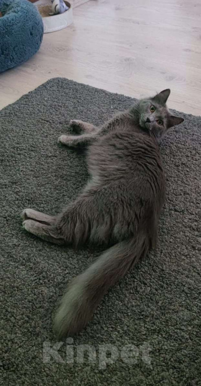 Кошки в других городах Московской области: Кошка Стефания в добрые руки Девочка, Бесплатно - фото 6