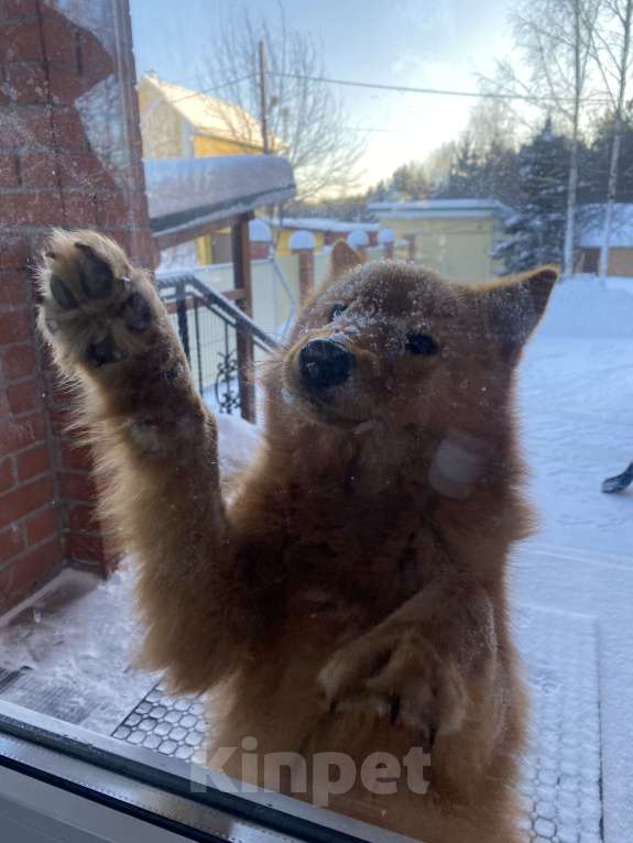Собаки в Нижнем Тагиле: Супер собака Мальчик, 50 000 руб. - фото 2