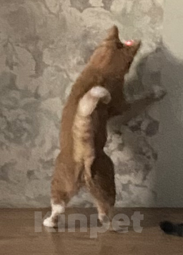 Кошки в Москве: Потерялся рыжий кот  Мальчик, 1 000 руб. - фото 2