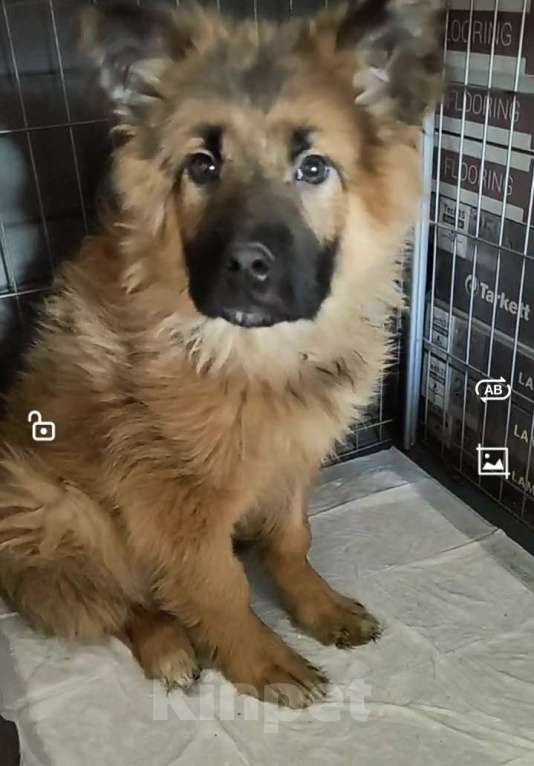 Собаки в Лосином-Петровском: Елизар якутенок из ппбж Мальчик, Бесплатно - фото 5