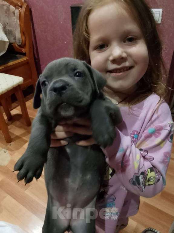 Собаки в других городах Ростовской области: Ищет семью Девочка, 25 000 руб. - фото 9