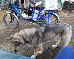 Собаки в Малом Вишере: Лайка ищет хозяина  Девочка, Бесплатно - фото 2