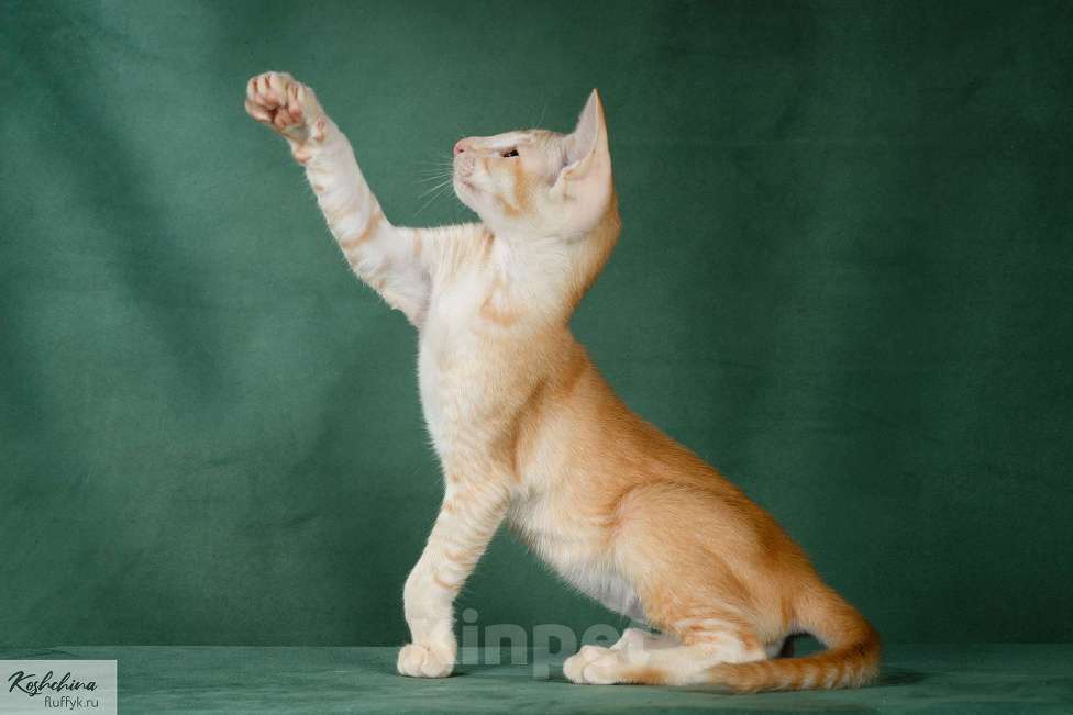 Кошки в Москве: Ориентальный котенок Мальчик, 65 000 руб. - фото 5