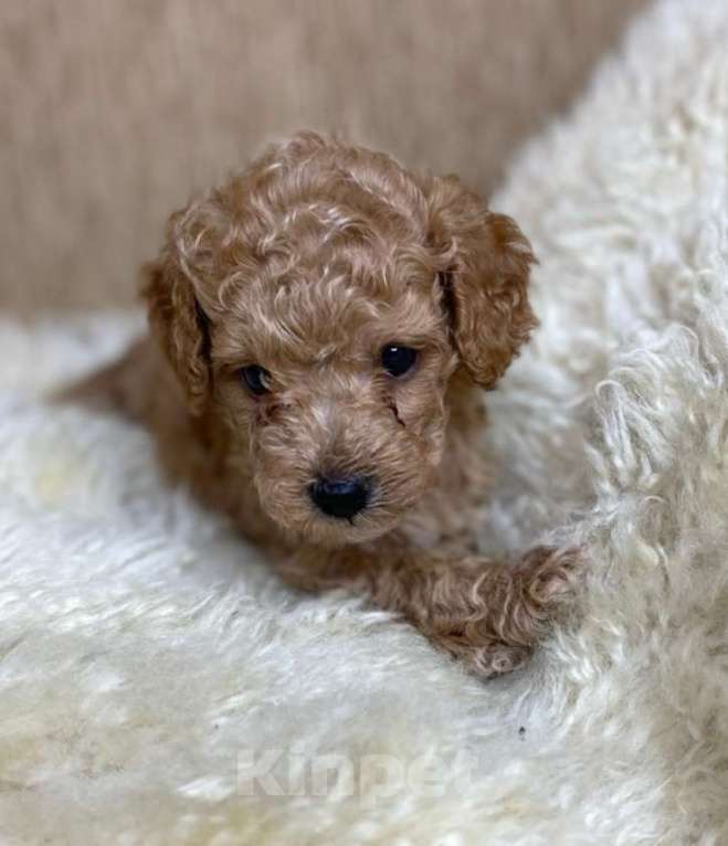 Собаки в Москве: Пудель той/миниатюрный РКФ Мальчик, 80 000 руб. - фото 1