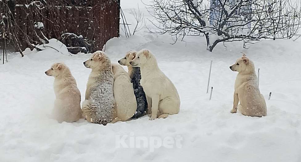 Собаки в других городах Рязанской области: Щенки в добрые руки. Разнополые, Бесплатно - фото 10