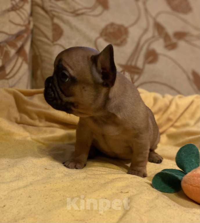 Собаки в Санкт-Петербурге: Отличный мальчик французик Мальчик, 40 000 руб. - фото 8