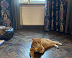 Кошки в Щелково: Потерялся рыжий кот! Мальчик, 1 руб. - фото 1