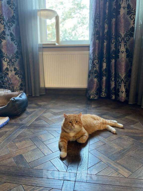 Кошки в Щелково: Потерялся рыжий кот! Мальчик, 1 руб. - фото 1