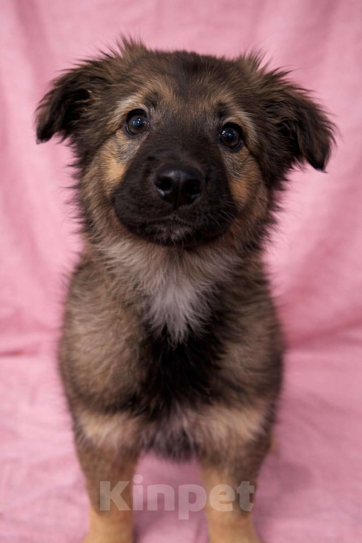 Собаки в Москве: Щенок девочка Шери в поисках дома Девочка, Бесплатно - фото 1