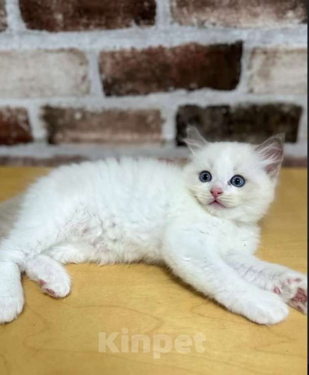 Кошки в Москве: Самый нежный котенок Рэгдолл  Мальчик, 35 000 руб. - фото 1