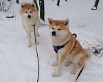 Собаки в Туле: Очаровательные щенки Акита ину Мальчик, 55 000 руб. - фото 1