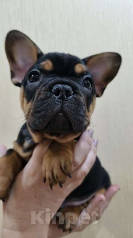 Собаки в Белореченске: Французский бульдог Мальчик, Бесплатно - фото 8