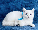 Кошки в Пушкино: Британский синеглазый котик! Шиншилла пойнт.  Мальчик, 15 000 руб. - фото 5