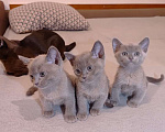 Кошки в Москве: Котята Европейской бурмы Мальчик, 30 000 руб. - фото 1