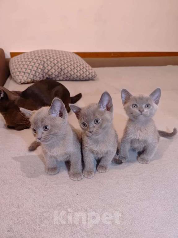 Кошки в Москве: Котята Европейской бурмы Мальчик, 30 000 руб. - фото 1