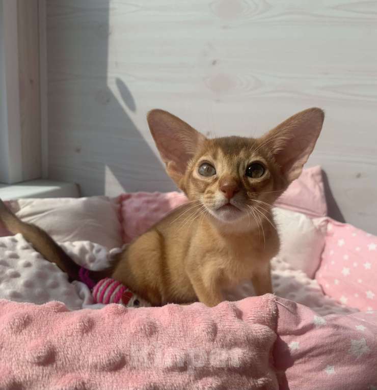 Кошки в Санкт-Петербурге: Абиссинский мальчик Мальчик, 50 000 руб. - фото 3