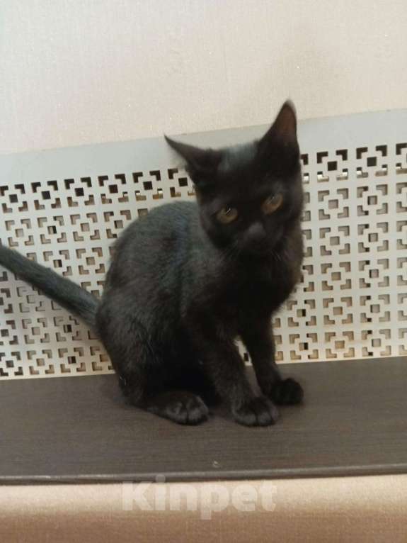 Кошки в Воронеже: Продаю стильного котенка охотника Девочка, 500 руб. - фото 2