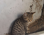 Кошки в Красноярске: Потеряшка на Светлогорской Мальчик, 1 руб. - фото 1