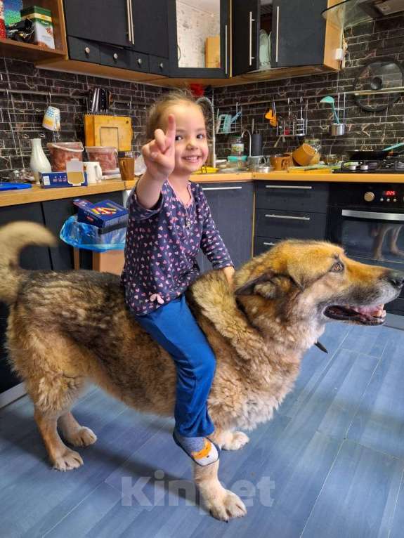 Собаки в других городах Московской области: Щенки Восточно европейской овчарки Девочка, Бесплатно - фото 1