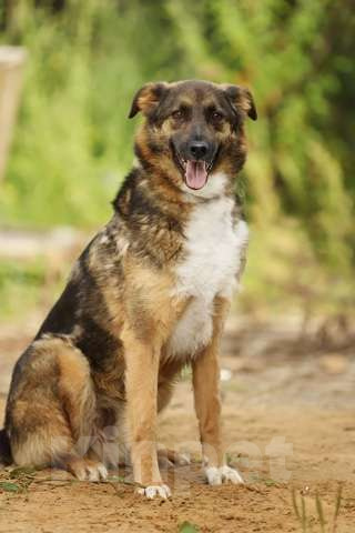 Собаки в Москве: Оскар ищет любящую семью Мальчик, Бесплатно - фото 3