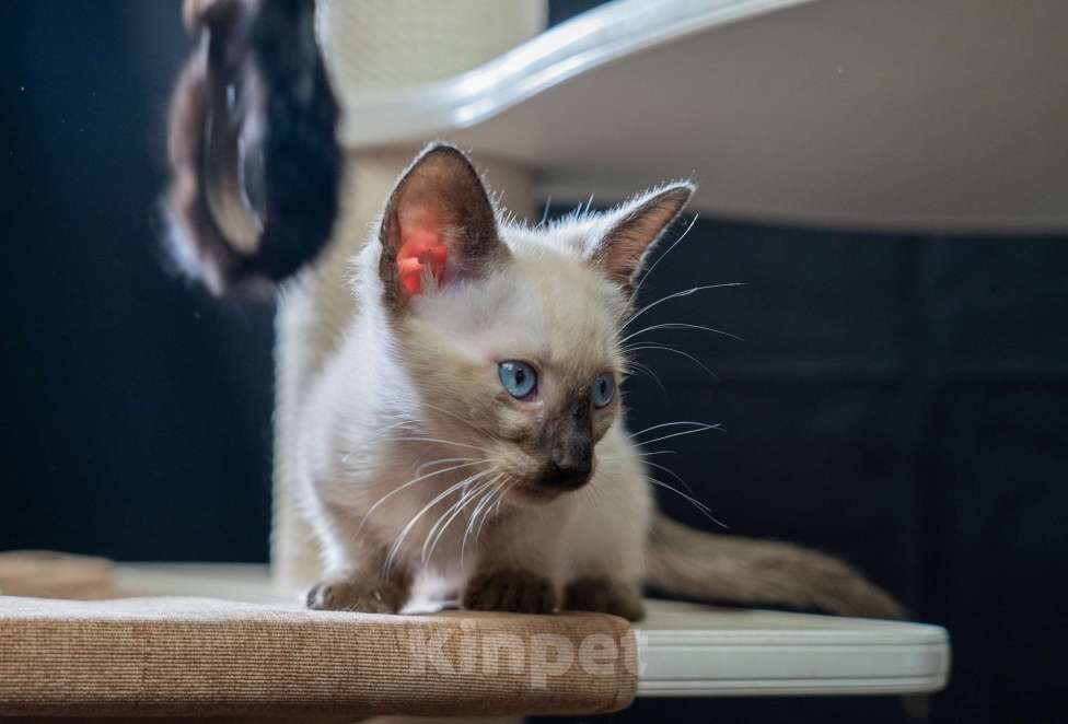 Кошки в Москве: Котята манчкин Мальчик, 45 000 руб. - фото 5