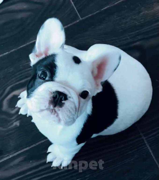 Собаки в Новосибирске: Яркий, эффектный малыш  Мальчик, 60 000 руб. - фото 1