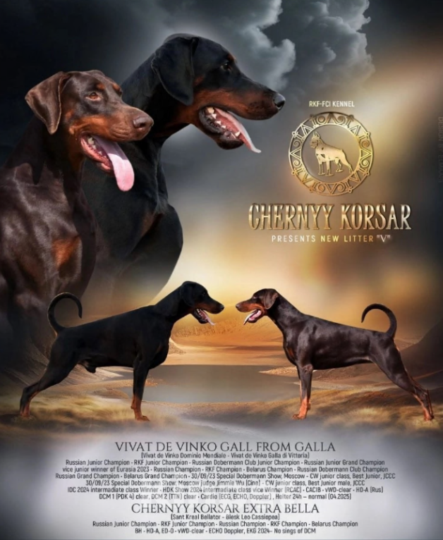 Собаки в Чехове: Шикарный щенокдобермана, 4.5 месяца Мальчик, 100 000 руб. - фото 6