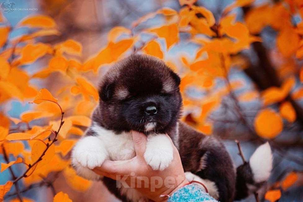 Собаки в Москве: Шикарные малыши американской акиты Девочка, 150 000 руб. - фото 1