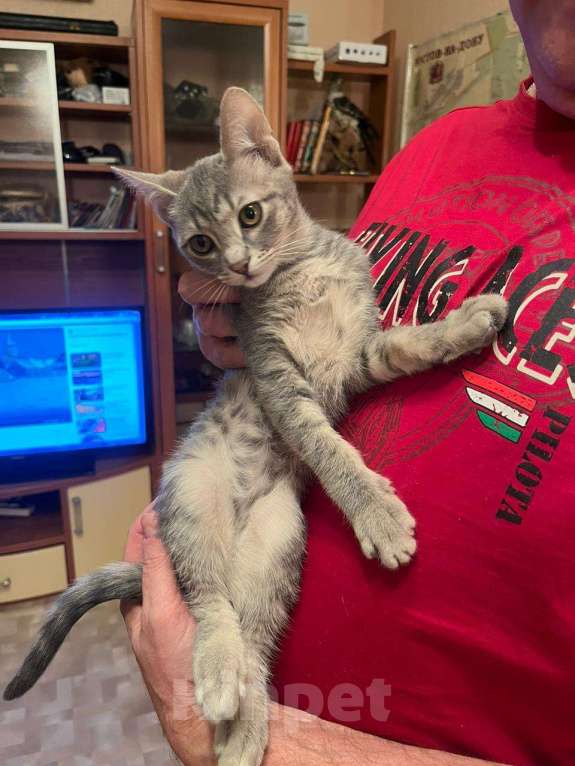 Кошки в Ростове-на-Дону: Отдам бесплатно котят Мальчик, Бесплатно - фото 5