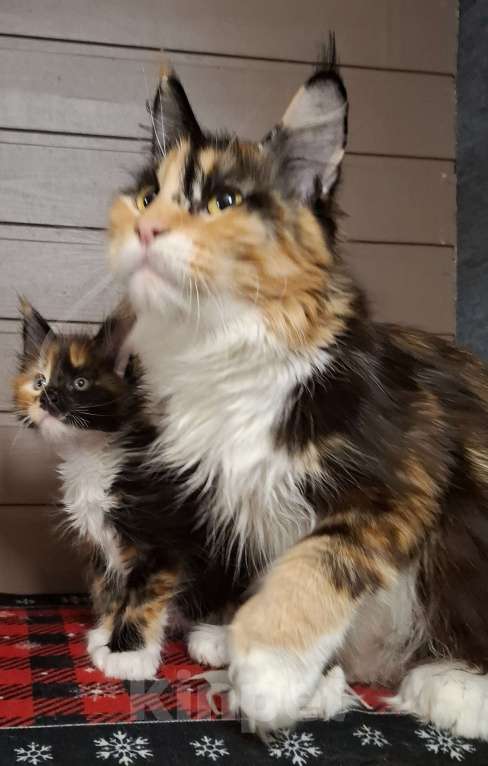 Кошки в Санкт-Петербурге: Девочка -полидакт 66 66 Девочка, 60 000 руб. - фото 4