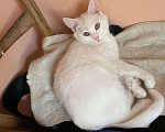 Кошки в Волжском: Пропал белый кот Мальчик, 1 руб. - фото 1