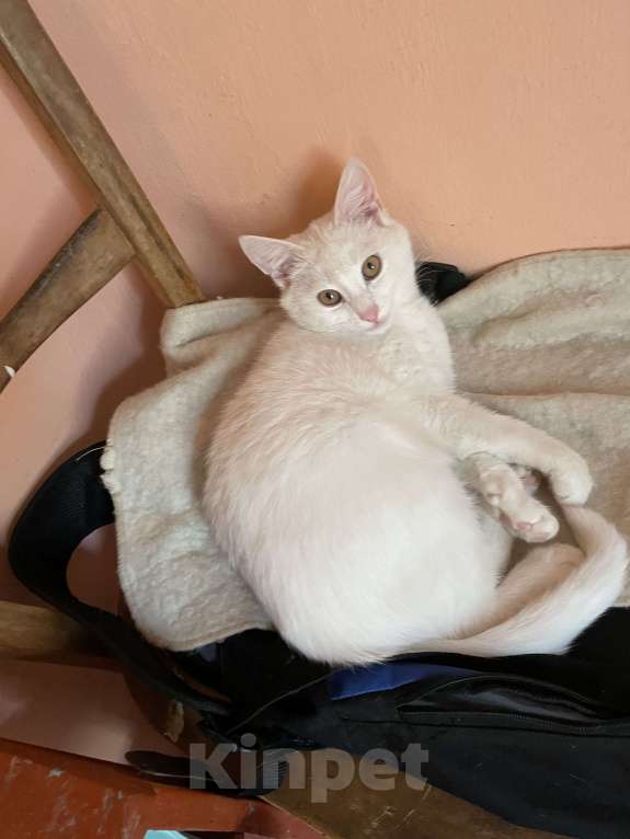 Кошки в Волжском: Пропал белый кот Мальчик, 1 руб. - фото 1