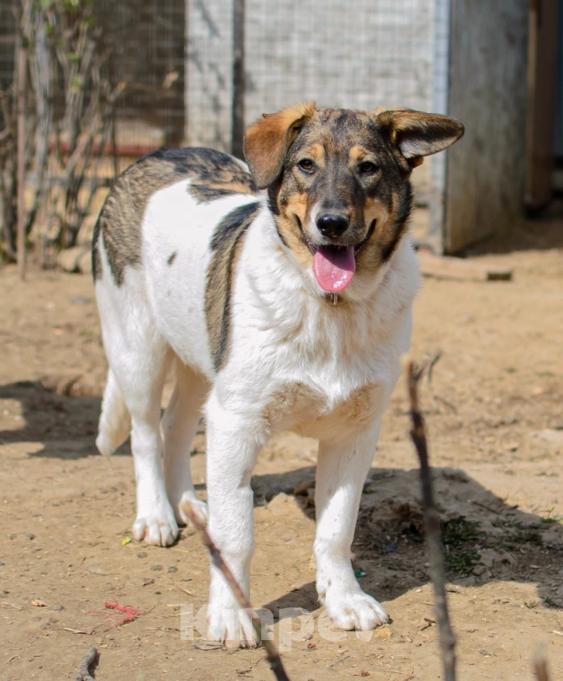 Собаки в других городах Московской области: Очаровашка Луна ждёт своих самых ответственных мам и пап! Девочка, Бесплатно - фото 3