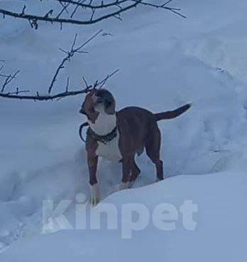 Собаки в других городах Московской области: Юнити стаффордшир из Якутска Девочка, Бесплатно - фото 2