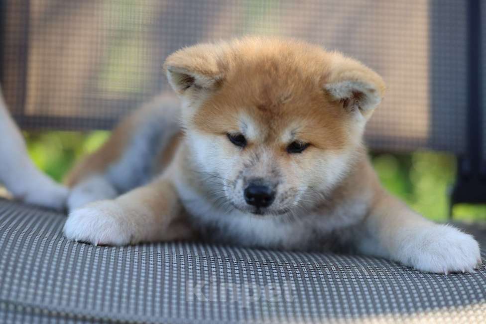 Собаки в Ижевске: Девочка 4 мес ждёт пап и мам Девочка, Бесплатно - фото 2