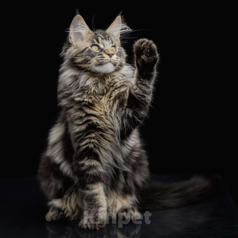 Кошки в других городах Ленинградской области: Котята мей-куна Мальчик, 45 000 руб. - фото 4