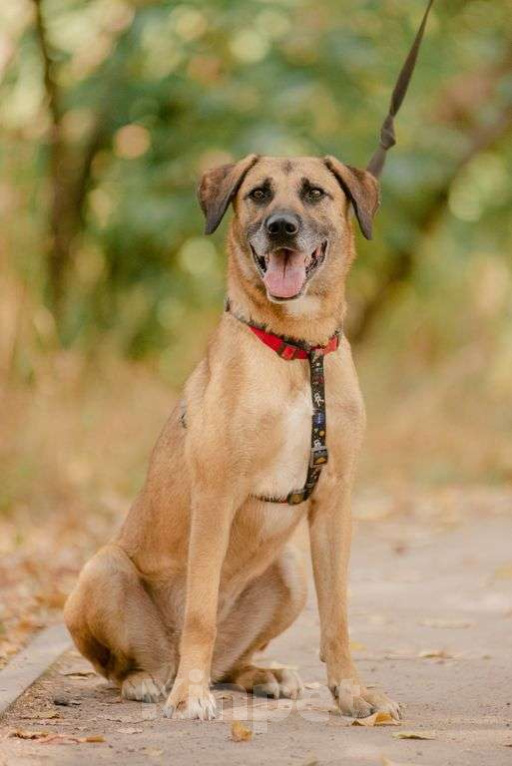 Собаки в Москве: Алана Девочка, Бесплатно - фото 1