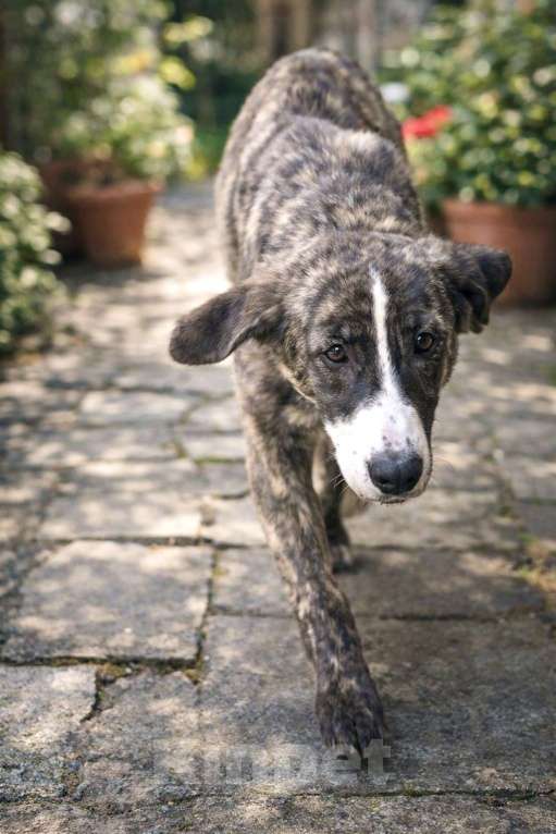 Собаки в Москве: Тигра Терри ищет дом Девочка, Бесплатно - фото 5